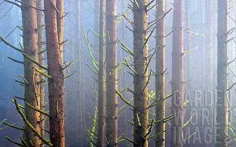 Sitka_Spruce_trees_in_fog_Samuel_H_Boardman_State_Scenic_Corridor_Oregon_USA