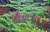 Pungent Desert Parsley, Lomatium grayi, and early red oak leaf growth,  Columbia River Gorge National Scenic Area, Washington, USA.