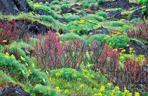 Pungent_Desert_Parsley_Lomatium_grayi_and_early_red_oak_leaf_growth__Columbia_River_Gorge_National_S