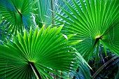 Close up of palm leaves, St Thomas, US Virgin Islands.