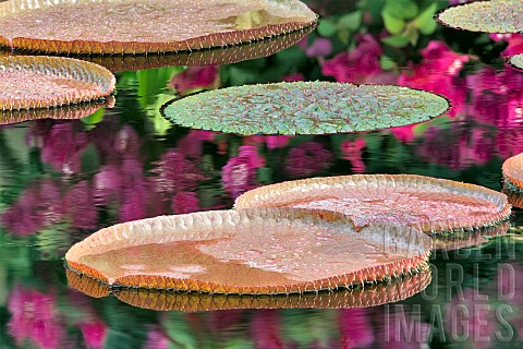 Tropical_lily_pads_in_pond_with_reflected_bougainvillaea_flowers_Hughes_Water_Gardens_Oregon_USA