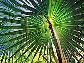Close up of leaves of Bizmarkia Palm, St John, Virgin Islands.