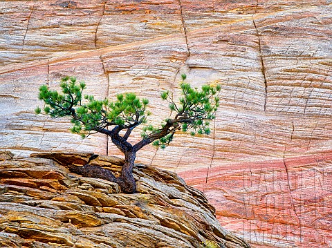 Bonsai_ponderosa_pine_tree_struggling_to_survive_and_Cherboard_Mesa__Zion_National_Park_Utah_USA
