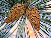 Hoarfrost on pine tree, Oregon, USA.