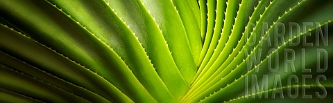 Close_up_of_a_succulent_plant_Bora_Bora_French_Polynesia