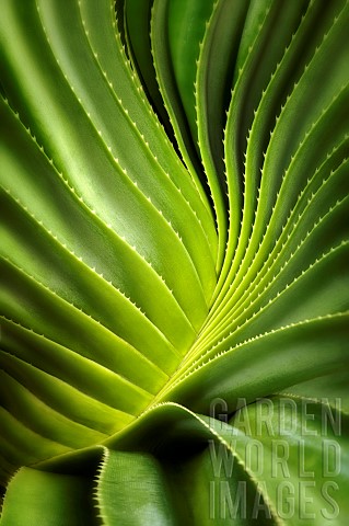 Close_up_of_a_succulent_plant_Bora_Bora_French_Polynesia
