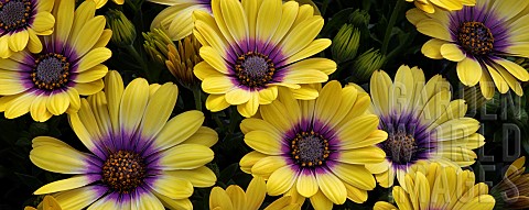 Blueeyed_Beauty_Close_up_of_yellow_flowers