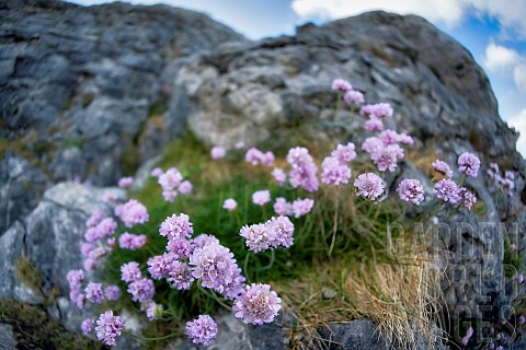 Sea_Thrift_or_Sea_Pink_growing_in_the_Burren_County_Clare_Ireland
