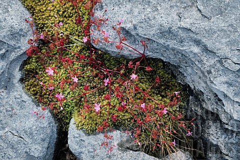 Herb_Robert_wildflowers_in_Karst_limestone_The_Burren_County_Clare_Ireland