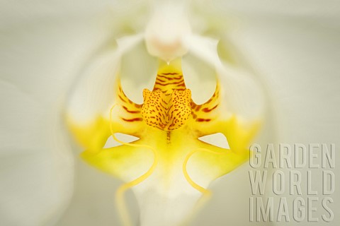 Close_up_of_Phalaenopsis_orchid