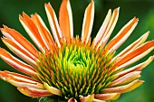 Close up of Sombrero Adobe Orange, Echinacea flower.