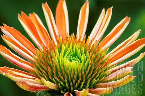 Close_up_of_Sombrero_Adobe_Orange_Echinacea_flower