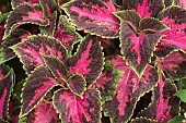 Close up of variegated Coleus leaves.