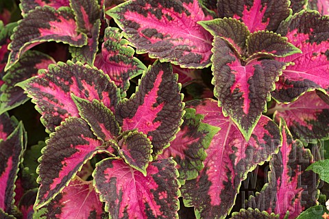 Close_up_of_variegated_Coleus_leaves