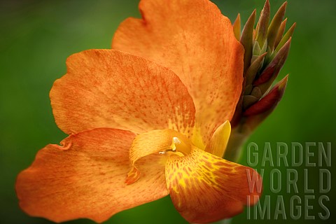 Punch_Canna_Close_up_of_Orange_coloured_flower