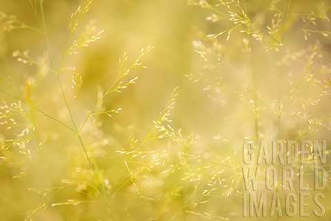 Close_up_of_Northern_Lights_Hair_Grass_growing_outdoor