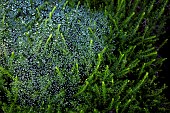 Dew drops on heather plant.