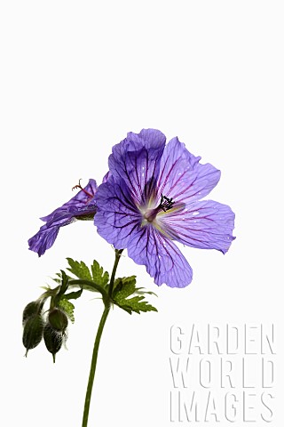 Geranium_Cranesbill__Studio_shot_of_single_stem_showing_open_purple_flowers_and_buds