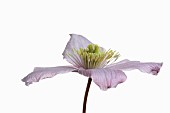 Clematis, Clematis Montana Wilsonii, Studio shot of single pink flower showing stamen.