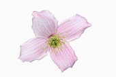 Clematis, Clematis Montana Wilsonii, Studio shot of single pink flower showing stamen.