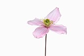 Clematis, Clematis Montana Wilsonii, Studio shot of single pink flower showing stamen.