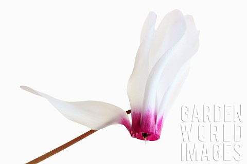 Cyclamen_Studio_shot_of_single_white_flower_with_pink_base_to_petals_on_stem