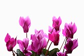 Cyclamen, Studio shot of several pink flower heads on stems.