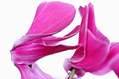 Cyclamen, Studio shot of two pink flower heads close up and abstract.