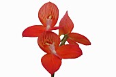 Orchid, Flower of the gods, Disa uniflora Foam, Studio shot of red flowers on single stem.