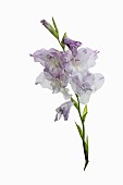 Gladiolus, Sword Lily, Studio shot of white and pale lilac flowers on a single stem.