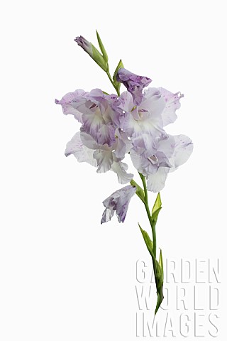 Gladiolus_Sword_Lily_Studio_shot_of_white_and_pale_lilac_flowers_on_a_single_stem