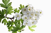 Hawthorn, Crataegus, Studio shot a bunch of white flowers with leaves on a woody stem.