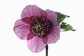 Hellebore, Helleborus, Studio shot of single purple flower head on stem.