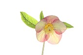 Hellebore, Helleborus, Studio shot of peach and yellow multi-coloured flower head on stem.