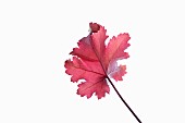 Coral bells, Heuchera Creme Brulee, Studio shot showing back of red leaf on stem showing prominent veins.