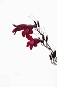 Penstemon, Studio shot of red flowers and forming seed heads on stem.