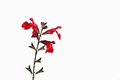 Sage, Scarlet sage, Salvia splendens, Studio shot of red flowers and buds on a vertical stem.