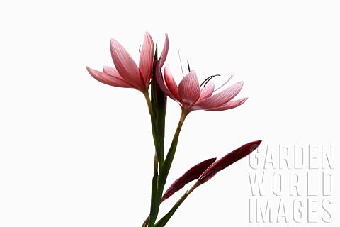 Kaffir_lily_Hesperantha_coccinea_Studio_shot_of_open_and_emerging_pink_flowers_on_a_vertical_stem