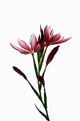 Kaffir lily, Hesperantha coccinea, Studio shot of open and emerging pink flowers on a vertical stem.