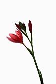 Kaffir lily, Hesperantha coccinea, Studio shot of open and emerging red flowers on a vertical stem.
