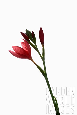 Kaffir_lily_Hesperantha_coccinea_Studio_shot_of_open_and_emerging_red_flowers_on_a_vertical_stem