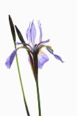 Iris, Siberian Flag, Iris sibirica, Studio shot of open pale blue flower head on an upright stem.