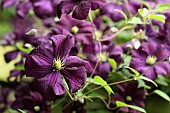 Clematis, Clematis Westerplatte, Clematis viticella Westerplatte. Close up of purple coloured flowers growing outdoor.