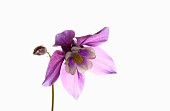 Aquilegia, Columbine, Single stem of plant with slightly dropped pale purple head set against a pure white background.