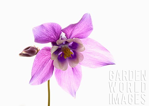 Aquilegia_Columbine_Single_stem_of_plant_with_pale_purple_head_set_against_a_pure_white_background