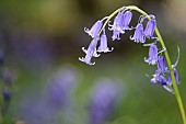 Bluebell, English bluebell, Hyacinthoides non-scripta, A single arching head of blue flower growing outdoor.