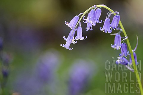 Bluebell_English_bluebell_Hyacinthoides_nonscripta_A_single_arching_head_of_blue_flower_growing_outd