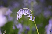Bluebell, English bluebell, Hyacinthoides non-scripta, A single arching head of blue flower growing outdoor.