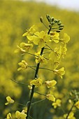 Oilseed rape, Brassica napus oleifera,  Single stem of yellow flowering oil seed rape gainst a blurred background of the yellow field.