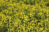 Oilseed rape, Brassica napus oleifera, A field of yellow flowering oil seed rape.